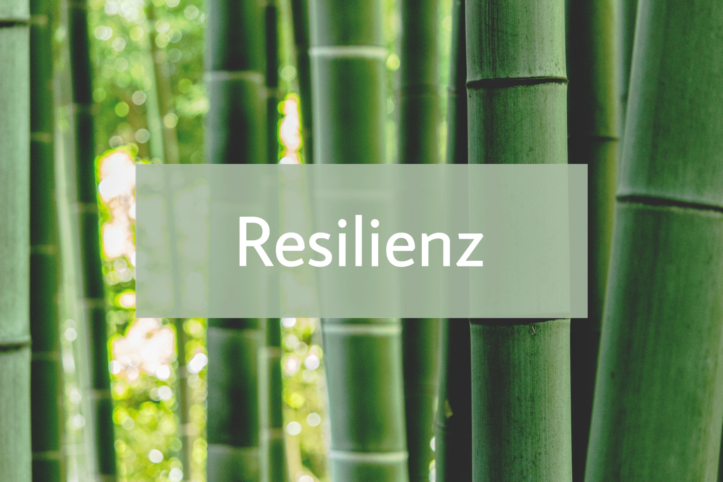 Bambus-Effekt Resilienz